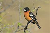 Black-headed Grosbeakborder=